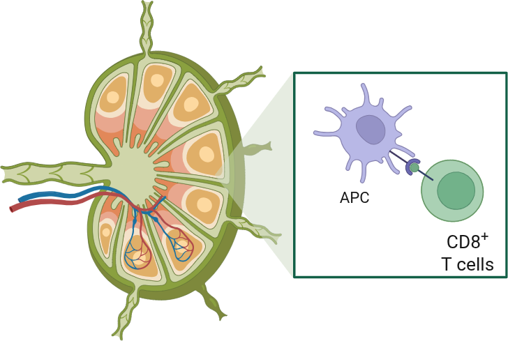 Lymph node cross-section, with an inset showing an antigen-presenting cell meeting a CD8 T cell
