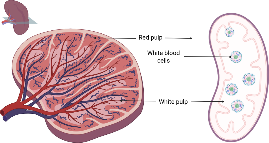 Spleen cross-section showing red pulp, white pulp and white blood cells
