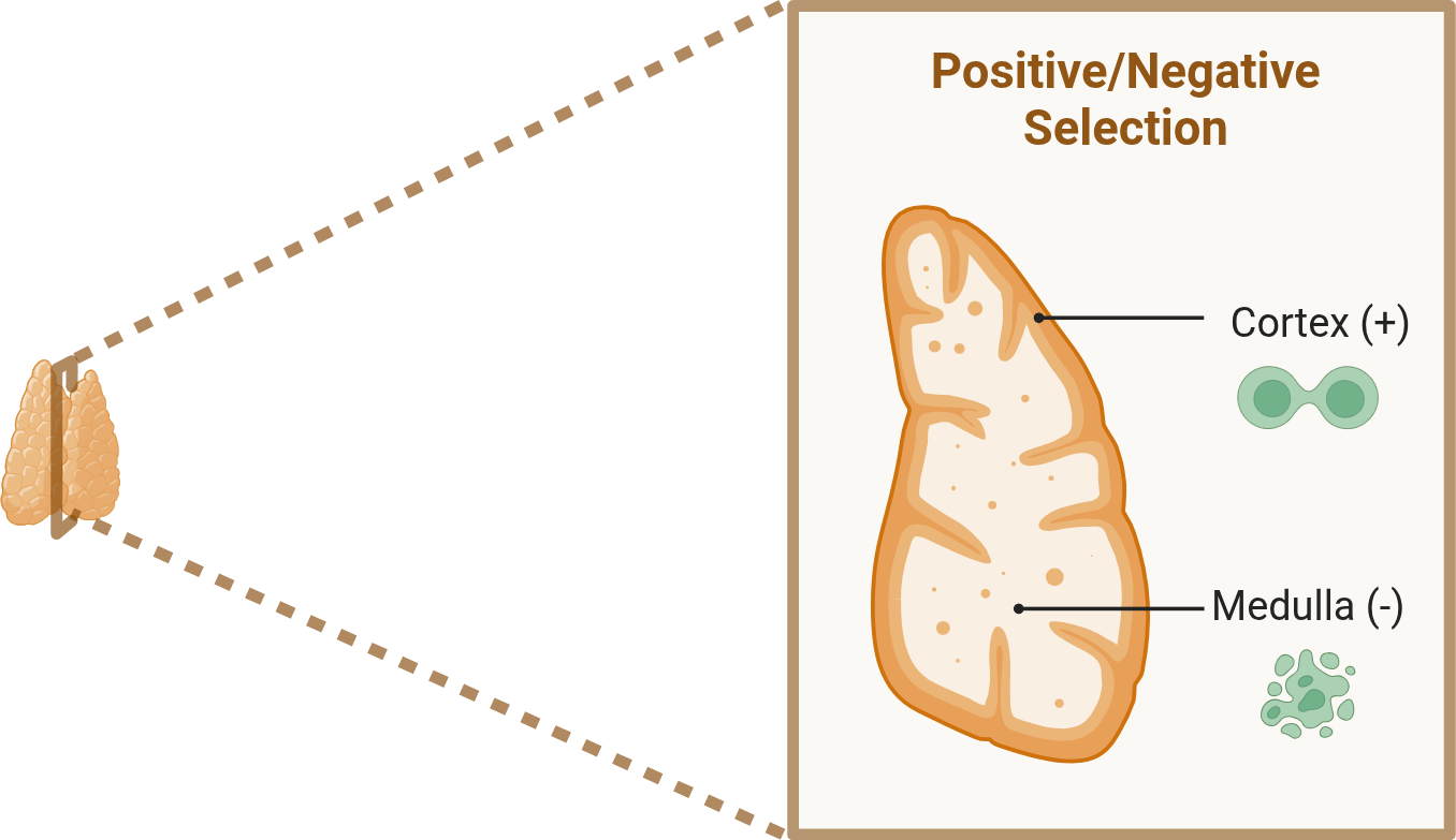 Thymus with a magnified cross-section: cortex, positive selection; medulla, negative selection