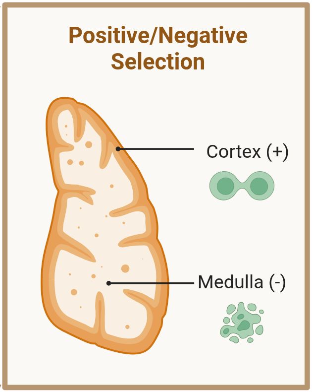 Thymus cross-section: cortex, positive selection; medulla, negative selection